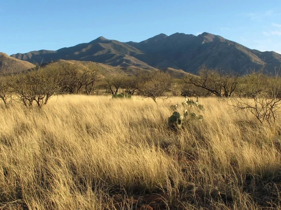 An image of grasslands with distant mountains