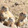 A group of four, light brown prairie dogs are grouped together and peering out from a hole in a dirt-strewn field