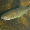 Gila chub