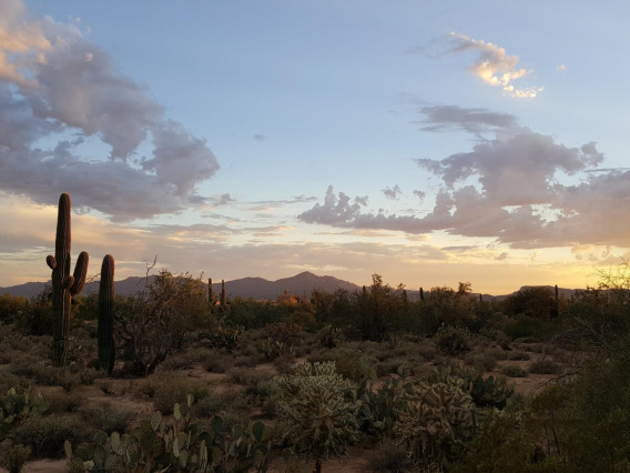 Saguaros in a desert landscape