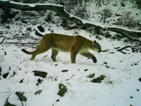 Wildlife caught on camera as part of Wild Cat Research and Conservation