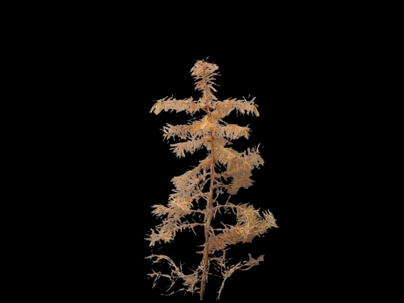 A Douglas Fir sapling on a black background