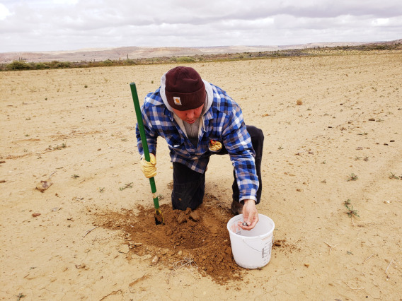 Michael Kotutwa Johnson plants seeds in the traditional Hopi method