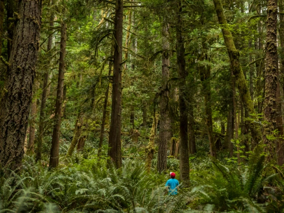 photo of a man in a forest