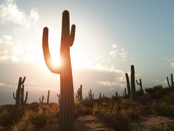 A cactus filled desert landscape
