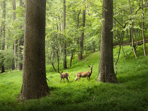 Deer standing in a forest