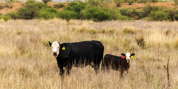 Cattle grazing in Southeastern Arizona rangelands