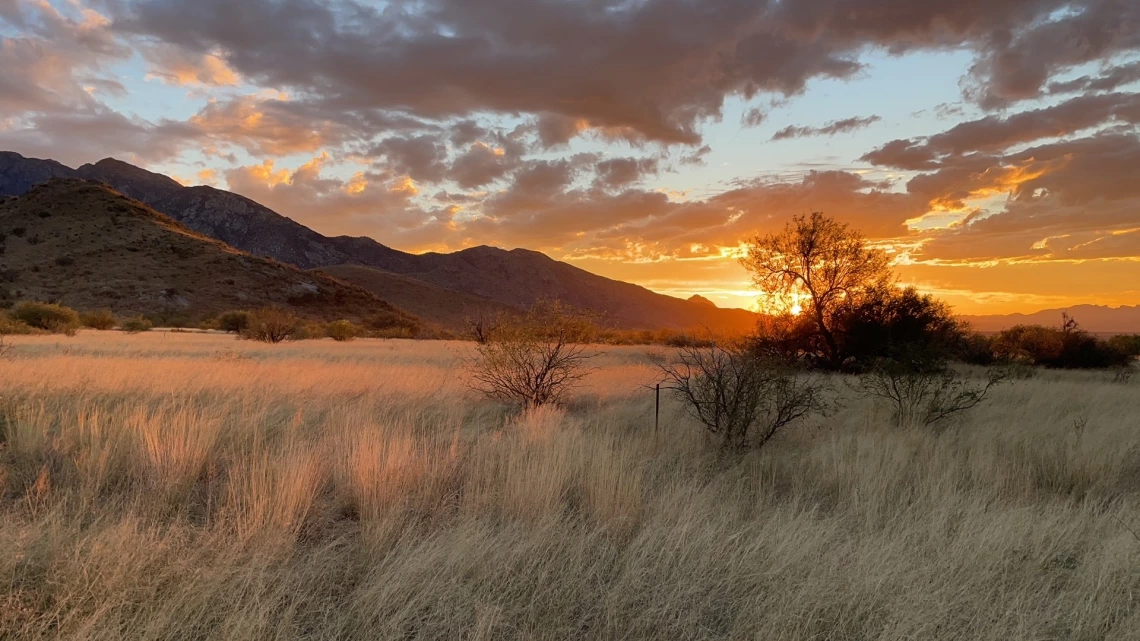 SRER pasture 1 at sunset